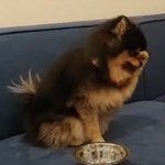 [댓글부탁해] 강아지 원래 이러냐