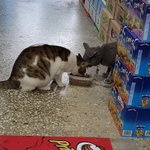 [고양이] 콩이와 <b>흰둥이</b> [외출냥이]