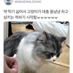 [드루와] 약먹기싫어서 먹은척 얌냠냠 하는 고양이ㅠㅠ