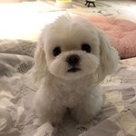 같은 방과후하는 후배 읽페 읽어버렸는데