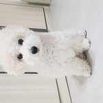 [강아지] 우리 슈슈 에용 비숑!!