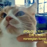 [고양이] 노르웨이에 사는 고양이 <b>폴로</b> 1