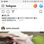 교통사고 당한 어미견 도와주실 수 있을까요?