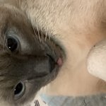 고양이랑 <b>보리</b>보리쌀하다가 짐