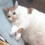 아 등<b>하교</b> 혼자해야됨ㅠㅠㅜ