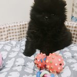 [댓글부탁해] 강아지..이름..<b>신중</b>하게 짓네..