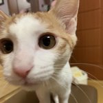 [고양이] 안녕하세요 몇달전 다리다친냥이 구조한 <b>집사</b>에요