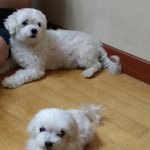 <b>어제</b> 새벽 무지개 다리 건넌 내 동생.