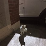 저를 따라오던 고양이