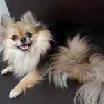 [강아지] 우리 콩이 보고가요!