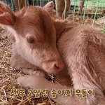 [<b>송아지</b>] 혹시 <b>송아지</b> 본적있어??
