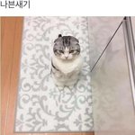 [조언부탁해] 머리 <b>c컬</b> 했는데