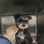 [강아지] 외국인이 키우다 버리고 갔습니다