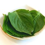 [충격] 깻잎 하루 권<b>장량</b> 넘으면 안돼..jpg