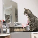 우리 <b>고앵이</b> 레전드짤ㅋㅋㅌㅋㅋㅋㅋ