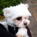 [강아지] 올해 10살된 개동안어르신 초롱이 보고가세요ㅎㅎ