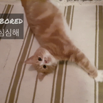 [고양이] <b>공놀이</b> 좋아하는 폴로 2