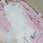 [댓글부탁해] ㅎ우리고양이 자는거 봐줄사람 <b>구함</b>ㅎ