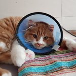 아기냥 <b>호빵</b>이-13