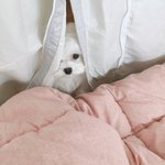 <b>울집</b> 댕댕이