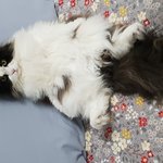 [유머일번] 냥 자랑