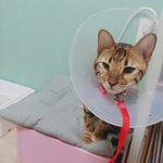 우리 애기 <b>중성화</b> 수술해서 간호하는중ㅜ