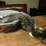 [댓글부탁해] 중저가 <b>인</b><b>쇼</b> 추천좀해줘ㅜㅠㅜㅠㅠ