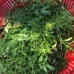 나 <b>한라</b>봉 따러 왔는데