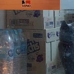 [고양이] 콩이와 흰둥이 [외출냥이]