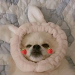[드루와] 우리집강아지좀봐줘