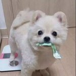 [드루와] 너네집 강아지가 <b>오만원</b>지폐 이러면