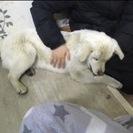 친구가 유기견 데려왔는데