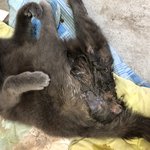 유기묘에게 먹이주는 사람입니다