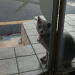[고양이] 콩이와 흰둥이 [<b>외출</b>냥이]