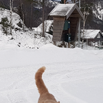 [고양이] 산책냥이 폴로 3