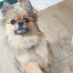 [강아지] [2탄]우리<b>콩</b>이보고가요!!