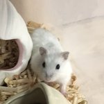 우리 <b>햄스터</b> 진짜 이쁘게 생기지 않았냐 이름 좀 지어주고가