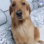 대게 <b>묵묵</b>