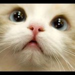 <b>오빵</b> 나 별따줘