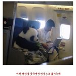 [드루와] 포렌코즈 틴트