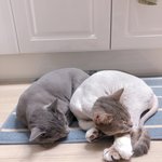 [고양이] 헝아죠하 동섕조하