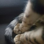 [고양이] 우리집 애교 냥이 <b>마요</b>