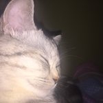 [댓글부탁해] 울집 고양이 지금 내옆에서 이러고<b>자고</b>있음;;