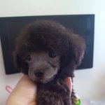 다들 강아지 자랑해!