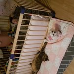강쥐냥이