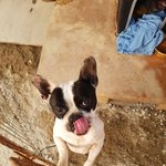 [강아지] 프렌치<b>불독</b> 남아