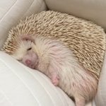 [댓글부탁해] 상<b>메</b> 어때