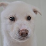 <b>햇님</b>/진도/여아/2개월 *적응이 빠른 아이
