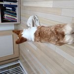 우리집 <b>웰시</b>코기 구경좀 하구가