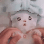 나만 <b>케이</b>팝 개좋냐